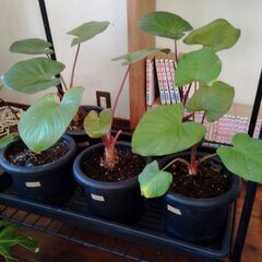 ホマロメナルベスケンス🌿
