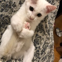 ネズミのようだった白猫チューちゃん❣️