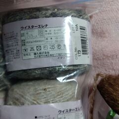 ウイスターエレナを探しています！の画像