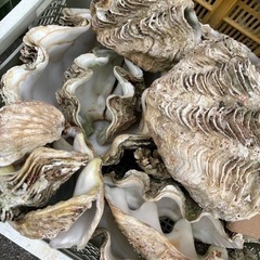 貝殻