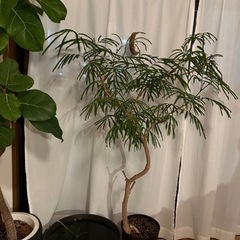 観葉植物】エバーフレッシュ