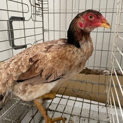 シャモ？メス