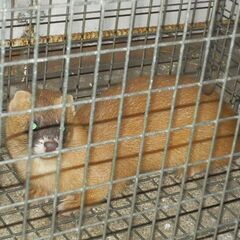 ラスカル・イタチ注意報　最近でかいアライグマと臭いイタチが出没しています - 中間市