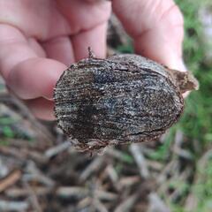 最終案内❗ガジュマル乾燥枝の画像