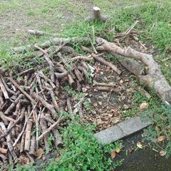 最終案内❗ガジュマル乾燥枝の画像