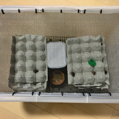 【お取り置き中】デュビア ケースごと売ります、買ってください。 飼育ケース 爬虫類 レオパ ヒョウモントカゲモドキの画像