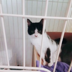 🔔🎄🐈‍⬛12月17日(日)すみれペットクリニック様にて主催『立...