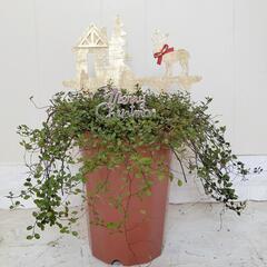 【💖Thankyou💖】ワイヤープランツ🌿観葉植物の画像