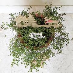 【💖Thankyou💖】ワイヤープランツ🌿観葉植物