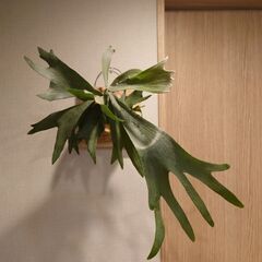 【お取引中】ビカクシダ プラティセリウム「ネザーランド」板付け ...