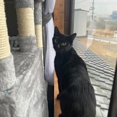 黒猫ワカちゃん　新しいお家決定 - 広島市