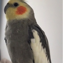 (謝礼100,000円)迷子オカメインコ捜索