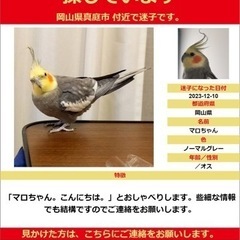 (謝礼100,000円)迷子オカメインコ捜索 - 真庭市