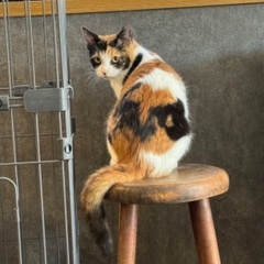 かわいい兄妹と一緒に暮らしたい方　7か月くらい