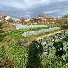 <無農薬>市民農園スタイルで学ぶ  ー生き物を守る農業ー  の画像