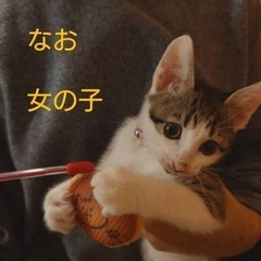 多頭崩壊ゴミ屋敷から救出　仔猫1