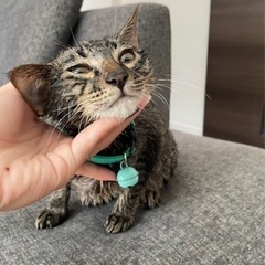 キジトラオス猫　静岡県、長野県譲渡可能
