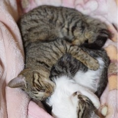 猫ちゃんが好きな生後半年の女の子 - 猫