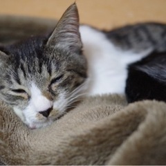 猫ちゃんが好きな生後半年の女の子 - 帯広市