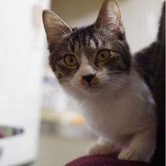 猫ちゃんが好きな生後半年の女の子 - 里親募集