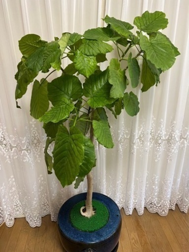【観葉植物】ウンベラータ（アンティークの鉢付き）　値段交渉可