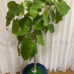 【観葉植物】ウンベラータ（アンティークの鉢付き）　値段交渉可の画像