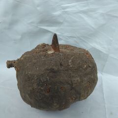 こんにゃく芋(手作り用)の画像