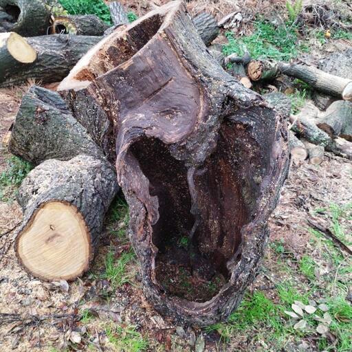 お値下げ。杉の根のオブジェの様なものです。横約60cm、幅30程です お値下げ。杉の根のオブジェの様なものです。横約60cm、幅