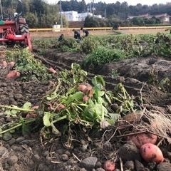 じゃがいも収穫終了！来季に向けた農業体験者募集中👩‍🌾