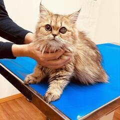ペルシャ猫ちゃん１歳愛らしい女の子 - 猫
