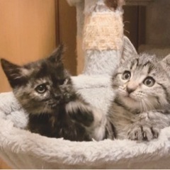 元気いっぱい♪可愛いゴロゴロ♡子猫姉妹(決まりました)
