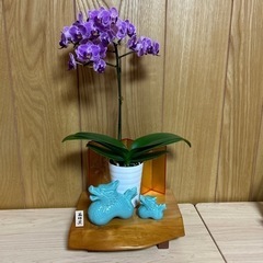 チャーギ使用・寿司下駄2セット