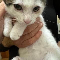 猫ちゃんの里親募集してます！ - 猫