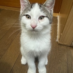 猫ちゃんの里親募集してます！ - 伊勢崎市