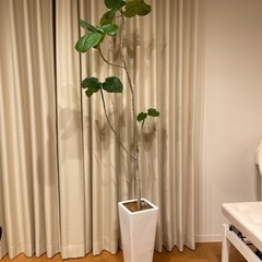 受付終了ですウンベラータ　観葉植物　