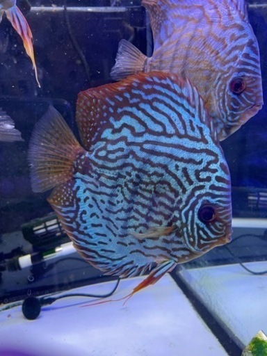 ディスカス① 自家産　最も綺麗な個体