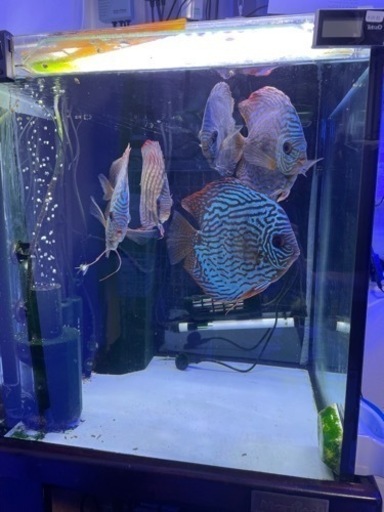 ディスカス① 自家産　最も綺麗な個体