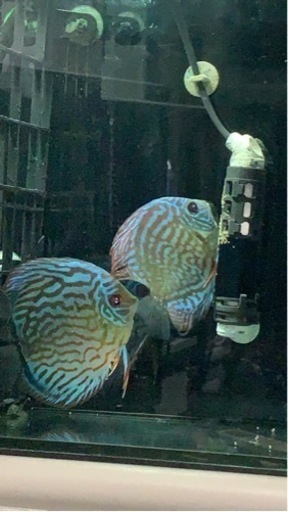 ディスカス① 自家産　最も綺麗な個体