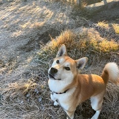 募集停止中！柴犬　もうすぐ2歳