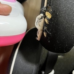 チャイルドシート1年使用の画像