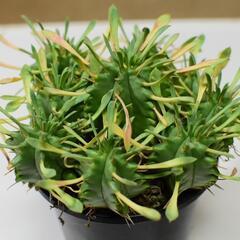 ユーフォルビア　笹蟹丸　植物