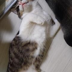 赤ちゃん大好き猫ちゃん　いせちゃん♂ - 猫
