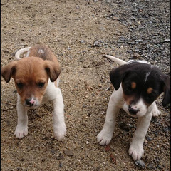 生後50日のかわいい子犬君達👦🎌全頭お話し中