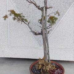 盆栽　ネズミサシ　岩松おまけつき　