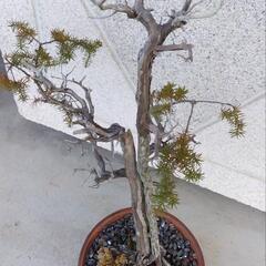 盆栽　ネズミサシ　岩松おまけつき　の画像