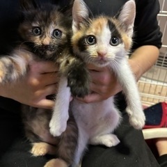 ふわふわ三毛と長毛サビ姉妹　ミケちゃん再募集！