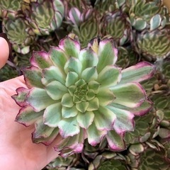 多肉植物 エケベリア超美カット苗 アエオニウム　仙墨　サボテン 観葉植物の画像