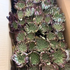 多肉植物 エケベリア超美カット苗 アエオニウム　仙墨　サボテン 観葉植物の画像