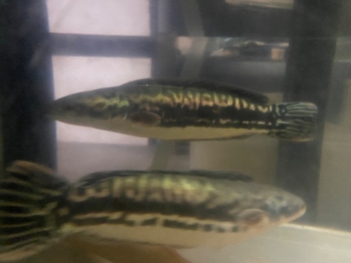 水槽　熱帯魚