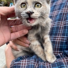 里親募集
